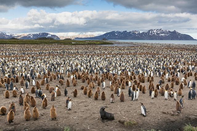 038 Zuid-Georgie, Salisbury Plains, koningspinguins.jpg